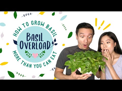 Basil Overload - How to Grow Basil More Than You Can Eat - EP4