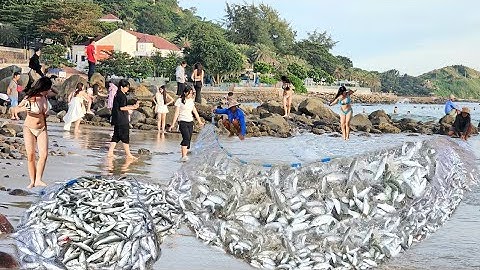 Bãi Biển Vũng Tàu Chấn Động Với Mẻ Lưới Cá Đối Khủng Chưa Từng Có, Nhiều người tắm Biển Ùa Đến Xem
