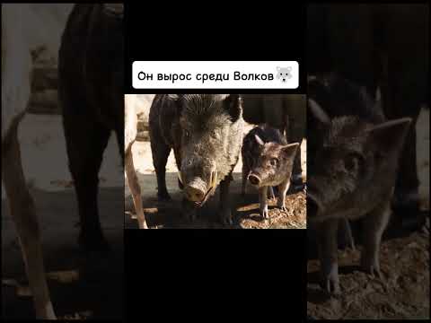 Он вырос среди Волков🐺 #киноаура #сериал #фильмы #комедия #топ #новыесериалы #нашикомедии #маугли