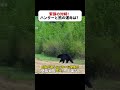 緊張の対峙!ハンターと熊の運命は? #黒クマ遭遇 #命懸け体験 #サバイバル #野生動物 #ハンター視点