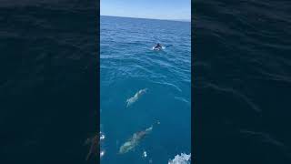 Dolphins Play with Bow of Sailing Boat