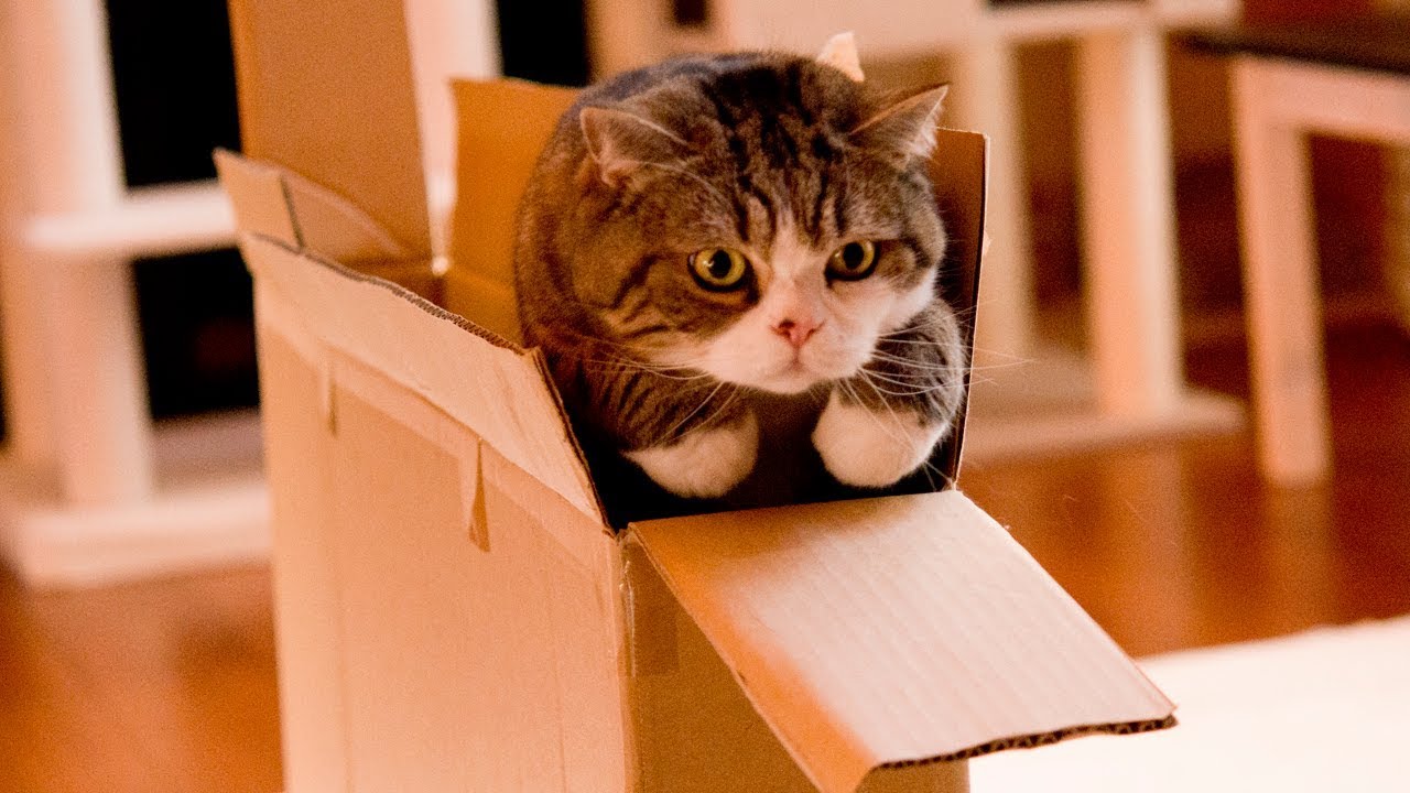 スリムな大きな箱とねこ。-The slim large box and Maru.- - YouTube