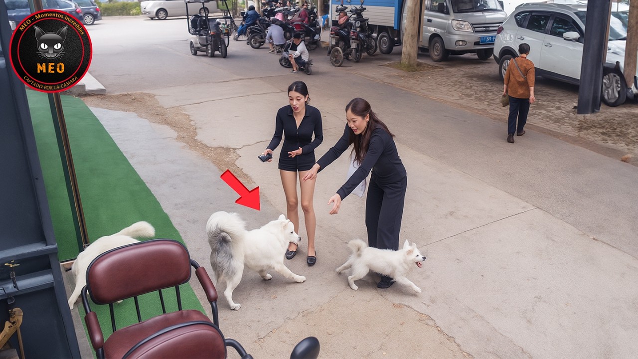 Momentos Increíbles Captados por las Cámaras #193