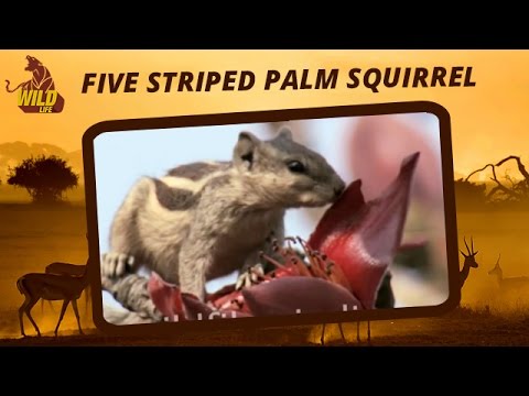 videos deer hunter Five striped Palm Squirrel | Animal Life In Jungle | Squirrel Videos | Wildlife