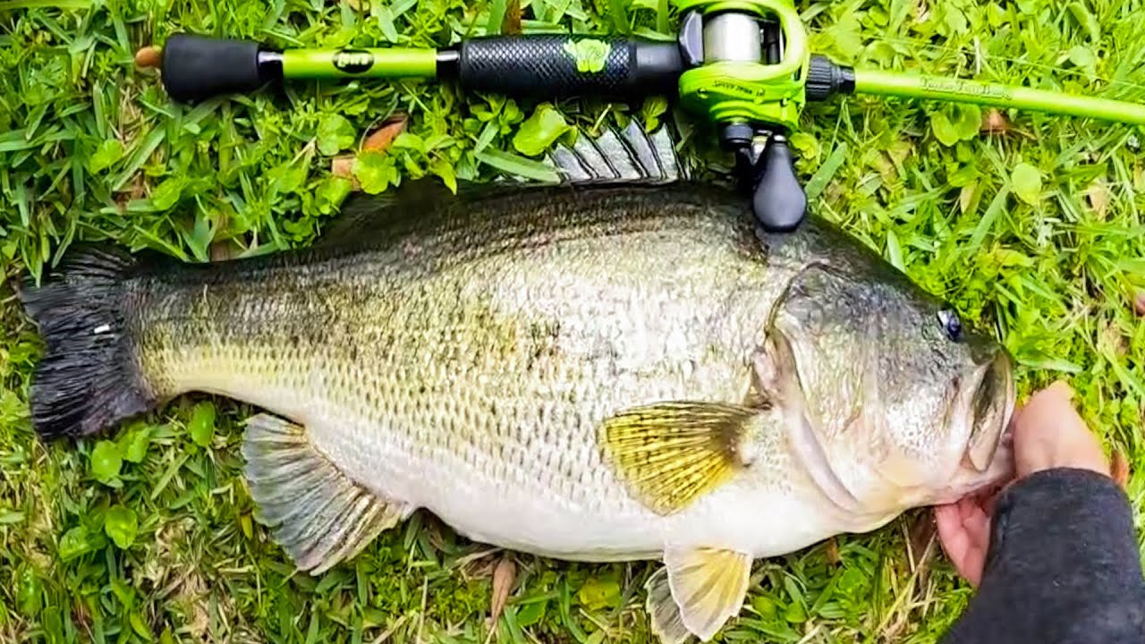 RECORD Day of POND Fishing! (TROPHY Bass Caught) 