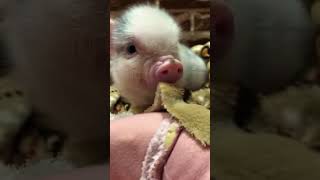 Funny pig #shorts #funny #tiktok #pig #piggy Funny pig #shorts #funny #tiktok #pig #piggy