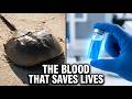 Why Your Life Depends on This Crab’s Blue Blood