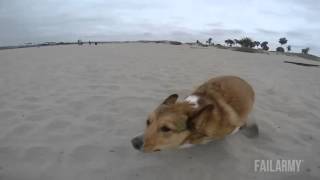Pets Who Fail at LIfe by Super Animal Videos 14,281 views 7 years ago 1 minute, 18 seconds