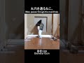 丸穴を通るねこ。 #Shorts