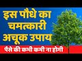 🍀 एक पौधे का चमत्कारी अचूक उपाय 🌱 Money Plant Remedies | Induuji ke Remedies | Indu Ahuja