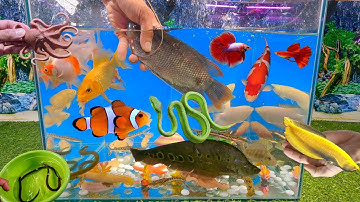 Tổng hợp các video cá cảnh đẹp, động vật dễ thương, hồng tượng đuôi đỏ, cá rồng, bạch tuộc, rắn