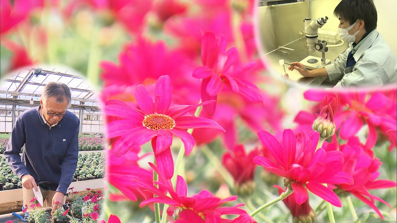 世界で初めての花「ビジューマム」…令和生まれのキクの宝石は寒さに