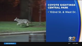 Coyote Sightings In Central Park