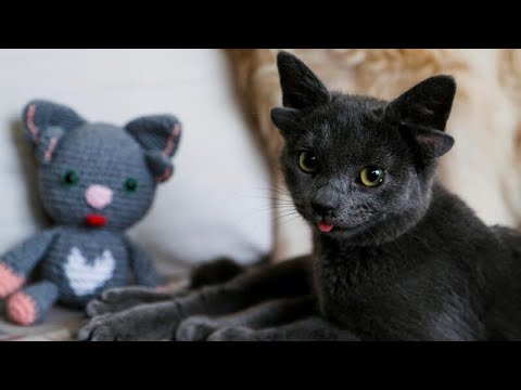Meet Midas, the viral kitten with four ears