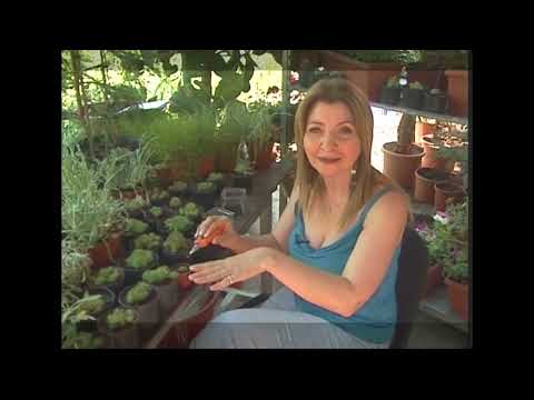 Video: Թագուհու արմավենու աճեցում ամանների մեջ - Ինչպես պահել թագուհու արմավենու տնային բույսերը