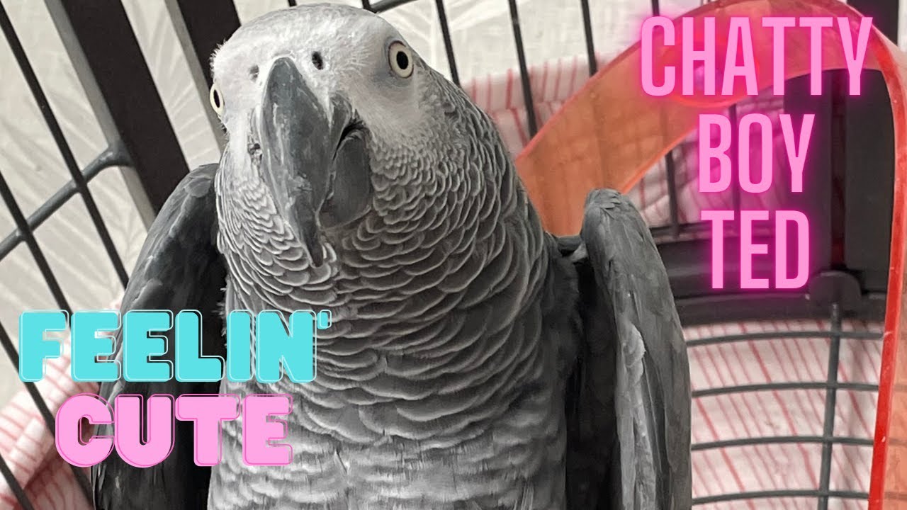chatty boy ted vlog 17 - YouTube