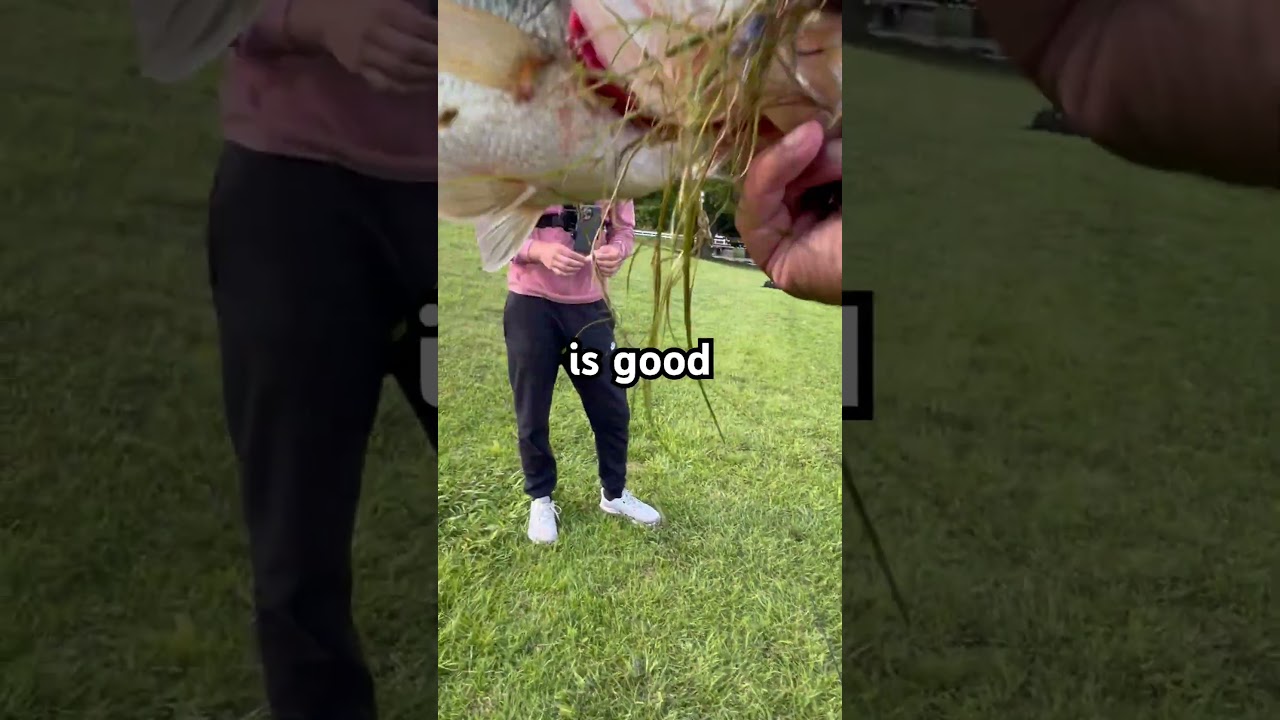 Big bass! #bassangler #bassfishing #bass #fishing #fishingvideo #lake #fish @Kevinlikestofish