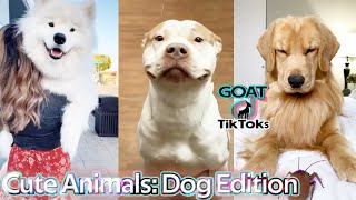 The Cutest Dogs of TikTok! Like if you agree!