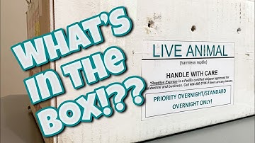 AWESOME NEW PET UNBOXING!! More than I expected!!