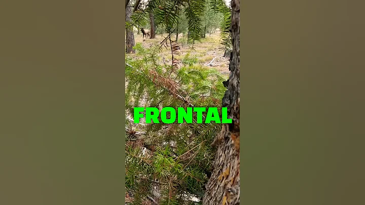 Herd BULL Elk Called in For Frontal Shot #Shorts