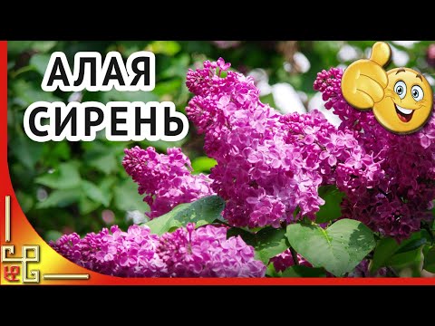 Алая сирень. И снова сирень полыхает в саду. Песня о сирени