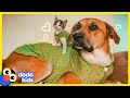 30 Minutes Of Teeny Tiny Animals And Their HUUUUGE Best Friends | Dodo Kids