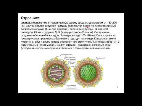 Дубынин В. А. - Физиология иммунитета - Иммунитет и вирусы герпеса