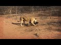 Graphic Video Lioness Takes Down Warthog