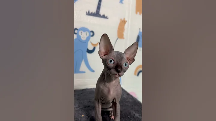 Watch the video about Sofia Blue with White Canadian Sphynx Female Kitten Available Now | Purebred Kitties