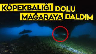 Filipinlerde Köpek Balıkları Dolu Mağarada Daldım - Su Altı Dünyası - Asmr Resimi