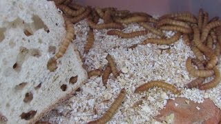 Mealworm factory