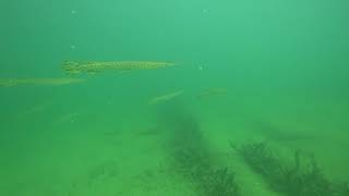 Snorkeling on the Devils River