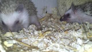 Hedgehogs 012 Hedgehog baby hoglets aww they are so cute