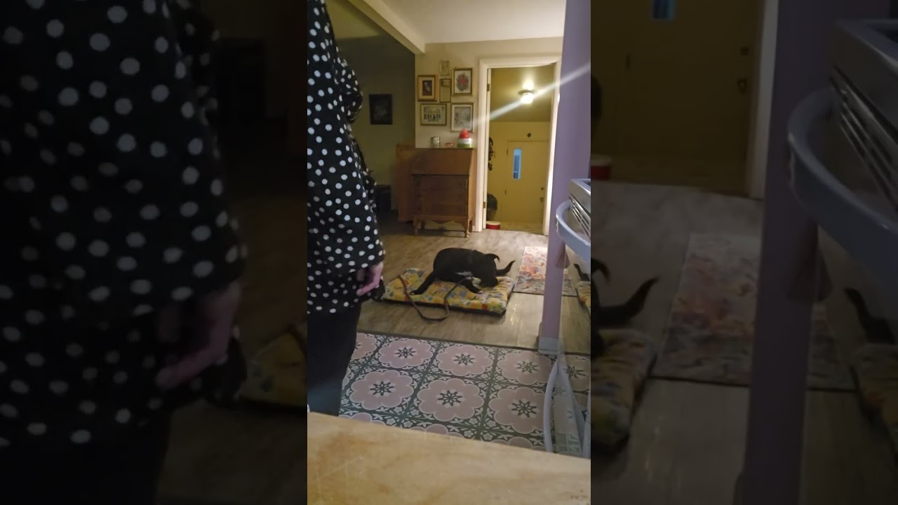 Rupert - place and out of the kitchen in a high arousal state