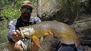 Fishing from the trees - Topwater Saratoga and sooty grunter