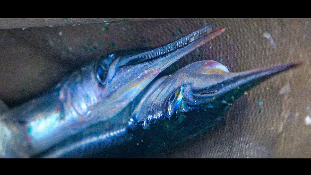 САРГАН и ТАЙНА МОРСКОГО ОТЛИВА