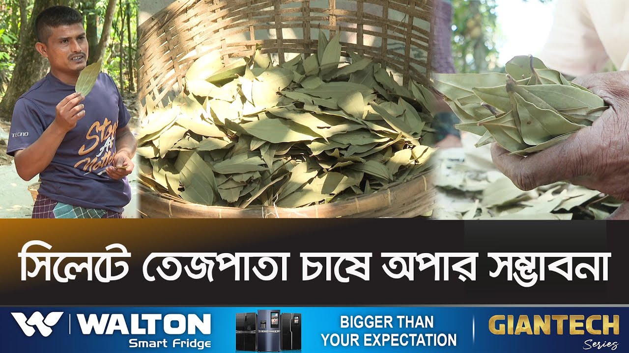 বার্ষিক লেনদেন ২৫৩০ লাখ টাকা Bay Leaf Sylhet News Ekhon TV YouTube