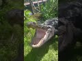 Jaws the excited alligator gatorland hurricaneian