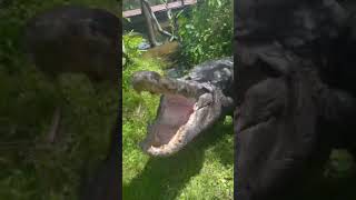 Jaws the Excited Alligator‼️ #gatorland #hurricaneian