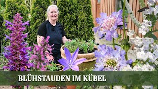 Meine persönlichen Insektenlieblinge - Bienenparadies mit Blühstauden im Kübel