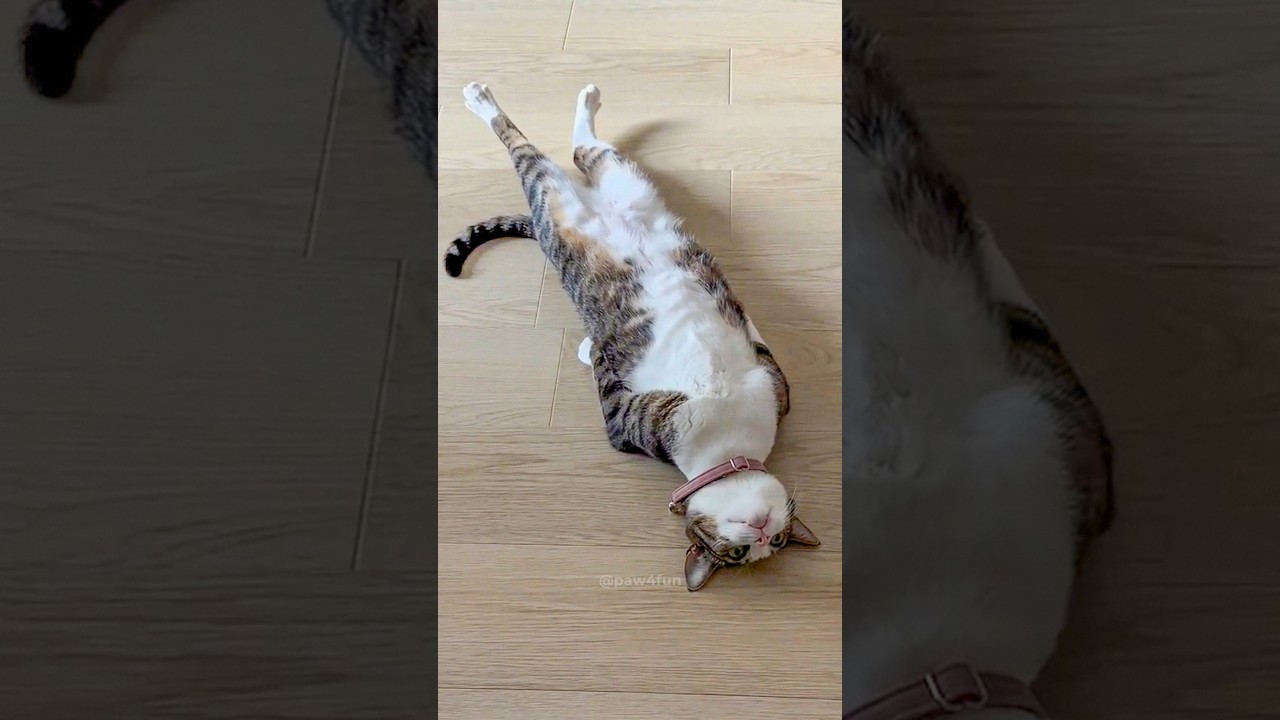 Cats getting comfy 🤣🤣 