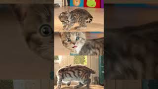 TIME SPINS WITH THE LITTLE KITTEN 😸 😹 😺 😻 😼 😽 😾 😿 🙀🐾