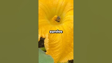 Why Are Bees Important to the Planet? #shorts