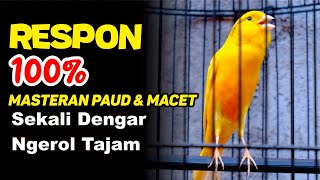 PANCINGAN Kenari GACOR PANJANG Cuit Cuit EMOSI‼️ MASTERAN Kenari PAUD belajar BUNYI by Kenari Ngerol 474 views 11 days ago 10 minutes, 11 seconds