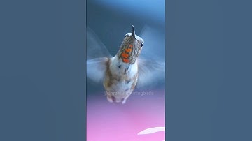 Follow for daily hummingbird videos #hummingbird