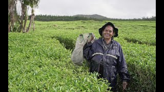 Tea picking in Mauritius – Mauritius Now