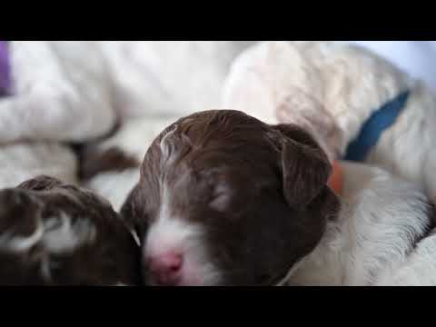 10 day old Lagotto Romagnolo Puppies