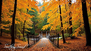 Soothing Autumn Melodies 🍁 Stress Relief and Emotional Healing