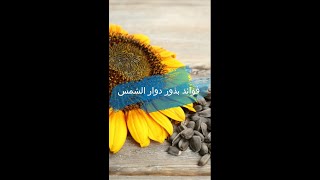 فوائد بذور دوار الشمس