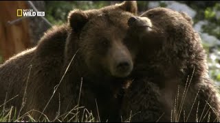 Йеллоустон – поле битвы. Долина гризли / Nat Geo Wild